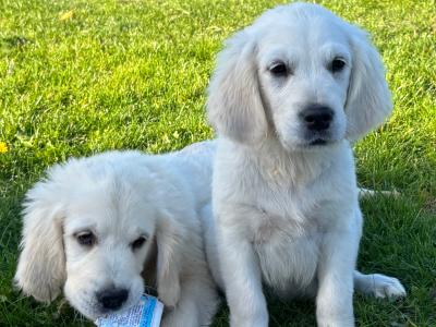 IKC registered Gorgeous Golden Retriever puppies