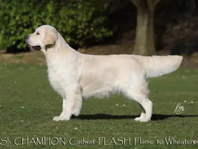 Premium Show Quality male Golden Retriever puppy in Galway