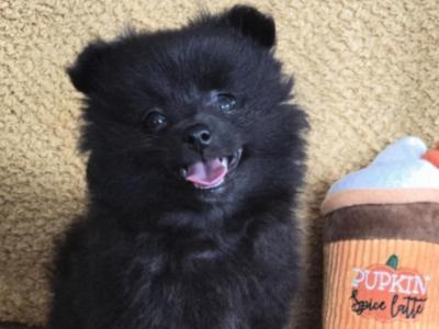 🐾 Black male Pomeranian puppy in Limerick 🐾