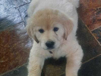 Female Golden Retriever 10 Weeks old puppy in Sligo