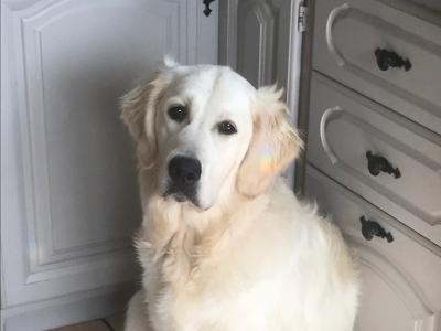 Premium Show Quality male Golden Retriever puppy in Galway