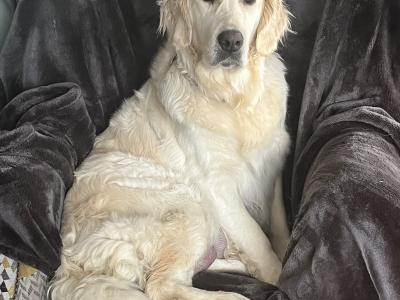 Premium Show Quality male Golden Retriever puppy in Galway