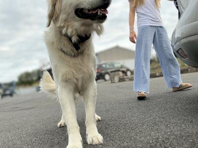 Beautiful Golden Retriever puppies in Mayo – ready Now 🐶