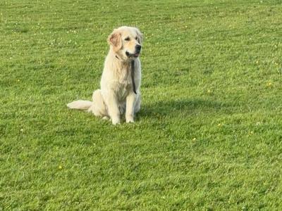 Beautiful Golden Retriever puppies in Mayo – ready Now 🐶