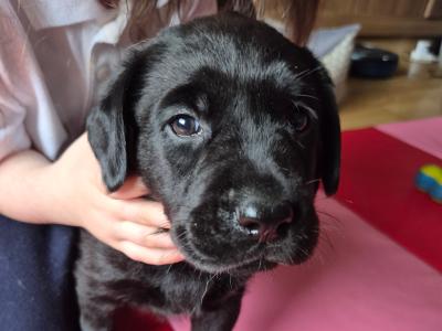 1  male has become available again Chunky Labrador puppies in Dublin