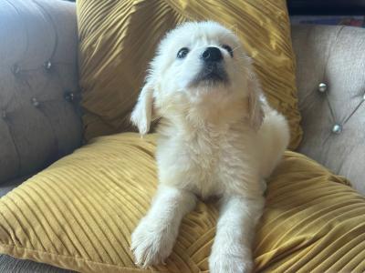 IKC (Pending) Golden Retriever puppies in Tyrone