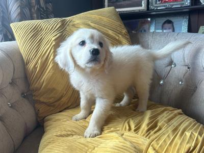 IKC (Pending) Golden Retriever puppies in Tyrone