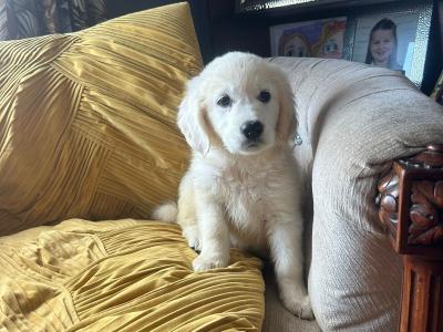 IKC (Pending) Golden Retriever puppies in Tyrone