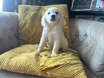 IKC (Pending) Golden Retriever puppies in Tyrone