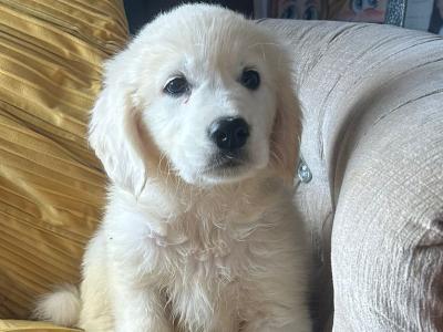 IKC (Pending) Golden Retriever puppies in Tyrone