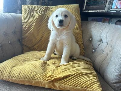 IKC (Pending) Golden Retriever puppies in Tyrone