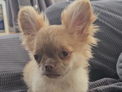 ⭐️ KC male Chihuahua Bear in Clare⭐️