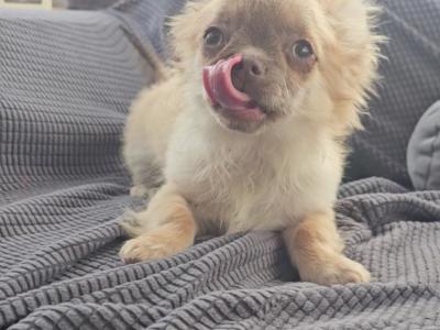 ⭐️ KC male Chihuahua Bear in Clare⭐️