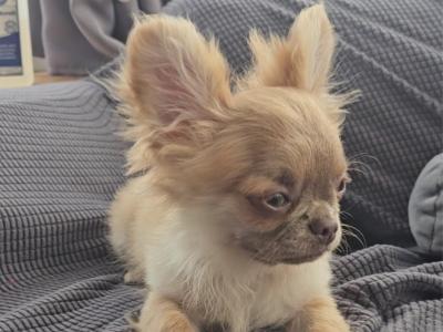 ⭐️ KC male Chihuahua Bear in Clare⭐️