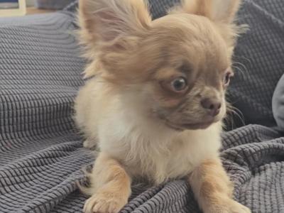 ⭐️ KC male Chihuahua Bear in Clare⭐️