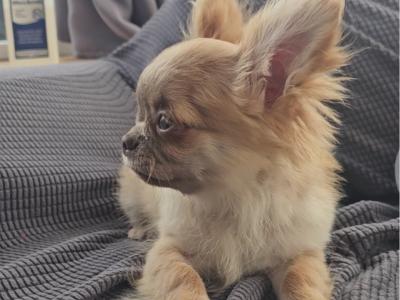 ⭐️ KC male Chihuahua Bear in Clare⭐️