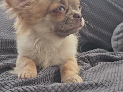 ⭐️ KC male Chihuahua Bear in Clare⭐️