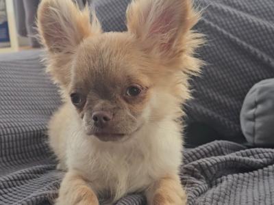 ⭐️ KC male Chihuahua Bear in Clare⭐️