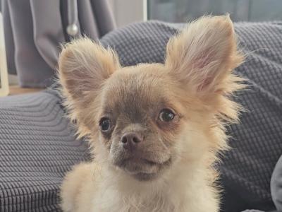 ⭐️ KC male Chihuahua Bear in Clare⭐️