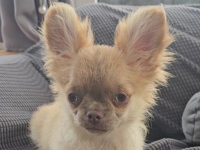 ⭐️ KC male Chihuahua Bear in Clare⭐️