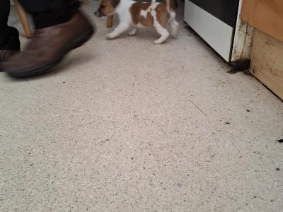 Male Jack Russell puppy in Cork