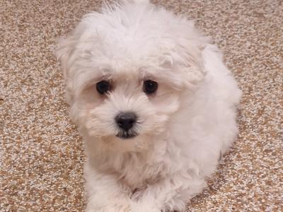 Maltichon puppies in Wexford
