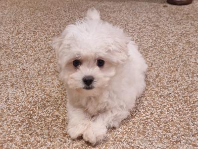 Maltichon puppies in Wexford