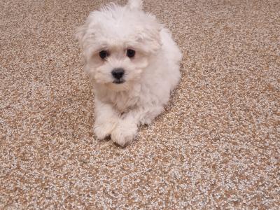 Maltichon puppies in Wexford