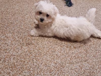Maltichon puppies in Wexford