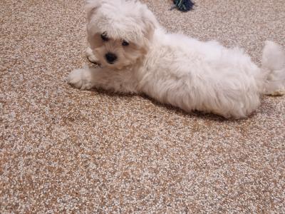 Maltichon puppies in Wexford