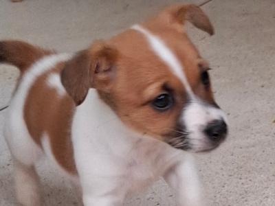 Male Jack Russell puppy in Cork