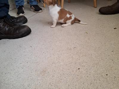 Male Jack Russell puppy in Cork