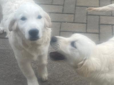 IKC Registered Golden Retriever puppies in Cork