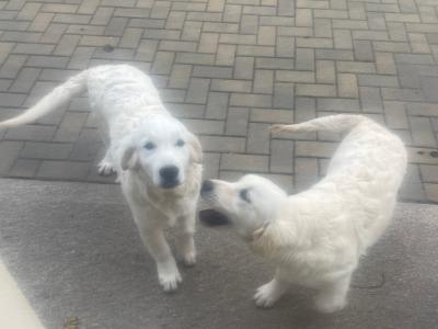 IKC Registered Golden Retriever puppies in Cork