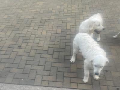 IKC Registered Golden Retriever puppies in Cork