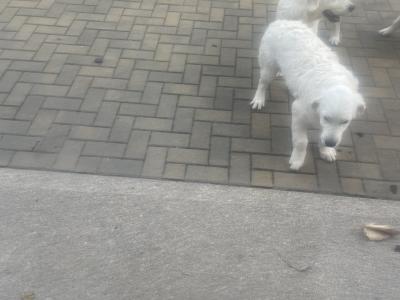 IKC Registered Golden Retriever puppies in Cork