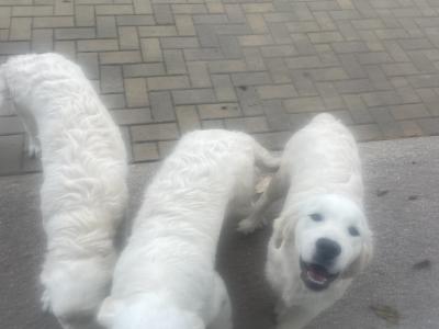 IKC Registered Golden Retriever puppies in Cork