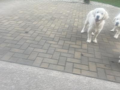 IKC Registered Golden Retriever puppies in Cork