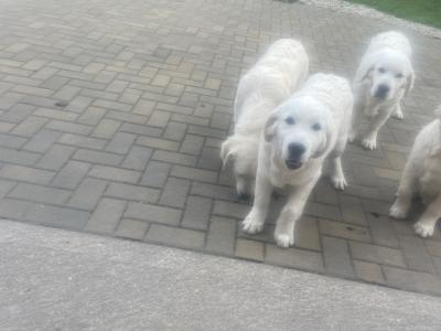 IKC Registered Golden Retriever puppies in Cork