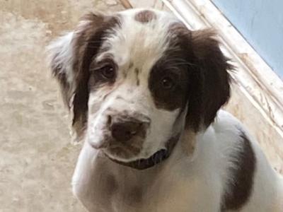 Springer Spaniel puppies in Monaghan