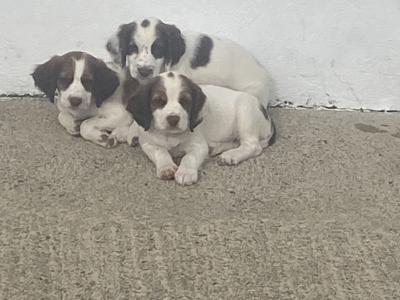 Springer Spaniel puppies in Monaghan