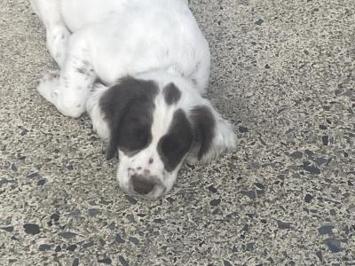 Springer Spaniel puppies in Monaghan