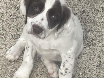 Springer Spaniel puppies in Monaghan
