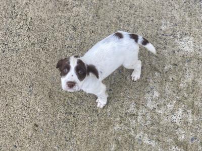 Springer Spaniel puppies in Monaghan