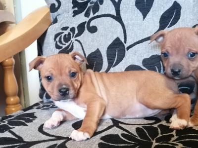 Staffordshire Bull Terrier pups for sale
