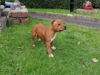 Staffordshire Bull Terrier pups for sale