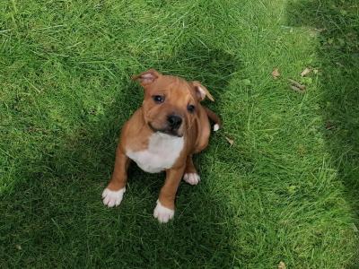 Staffordshire Bull Terrier pups for sale