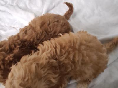 Two stunning male Cockapoo puppies in Wexford