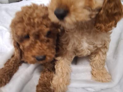 Two stunning male Cockapoo puppies in Wexford