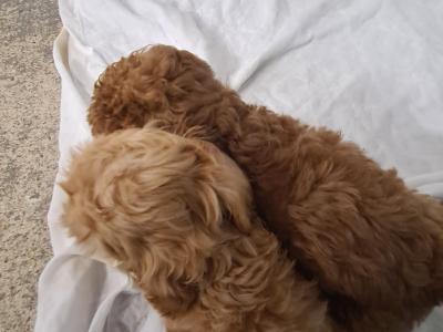 Two stunning male Cockapoo puppies in Wexford
